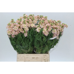 MATTH IRON APRICOT