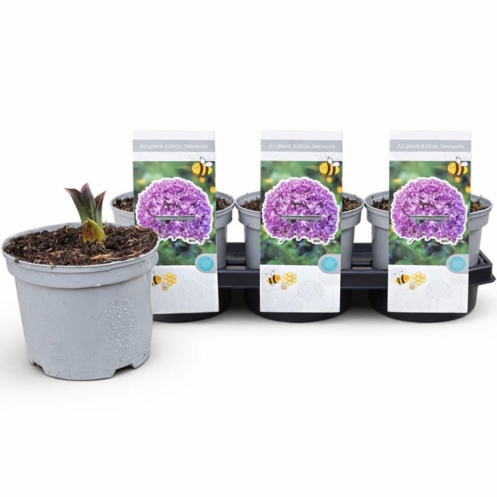 <h4>ALLI GIGANTEUM</h4>