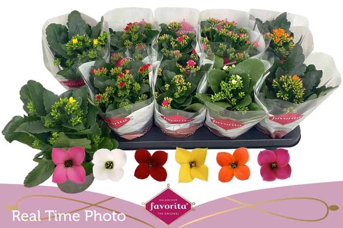 <h4>KAL EN GEM 6 KL</h4>