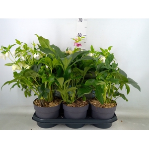 Helleborus ori.