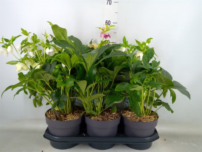 <h4>Helleborus ori.</h4>