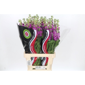 Matthiola Iron Rose