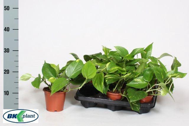 <h4>Epipremnum pinnatum Aureum</h4>