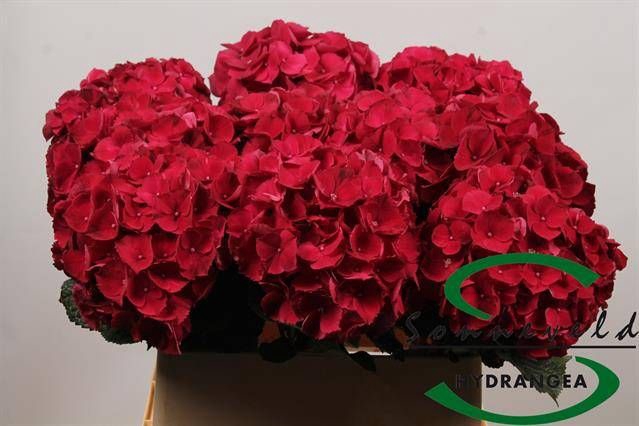 <h4>HYDR M MAG RUBYRED</h4>
