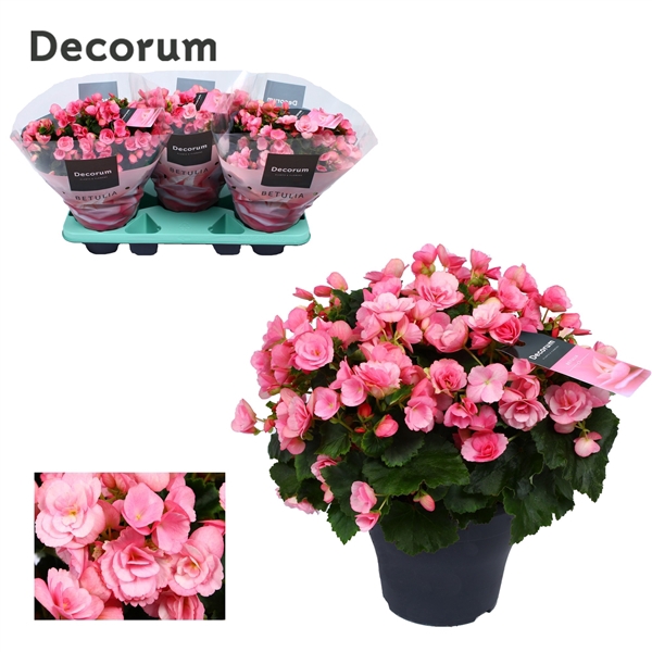 <h4>Begonia betulia ''candy'' roze Decorum</h4>