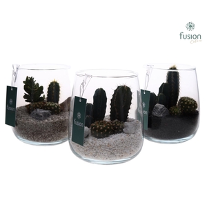 Glazen vaas met Cactussen