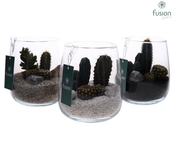 <h4>Glazen vaas met Cactussen</h4>