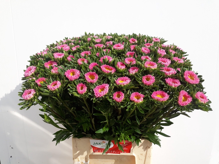 <h4>CALLIS MATS PINK</h4>