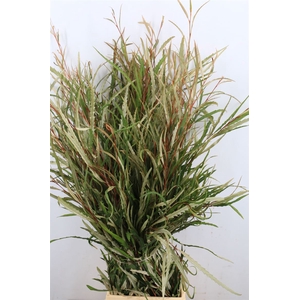 Grevillea Naturel 200gr P Bunch