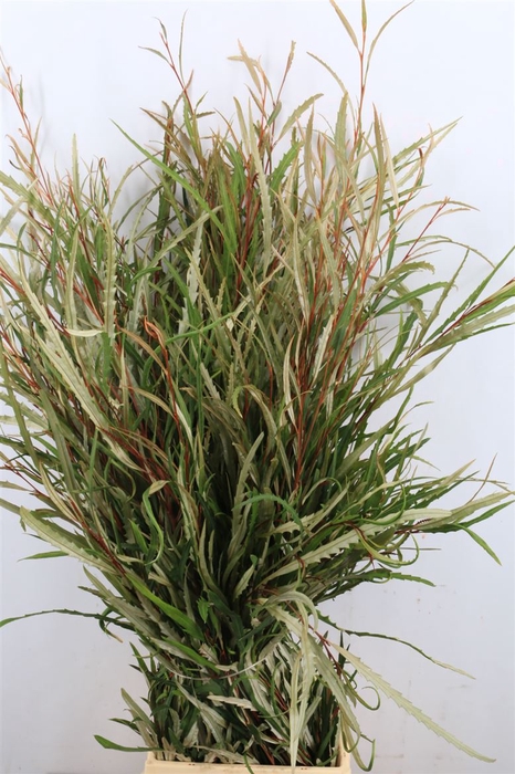 <h4>Grevillea Naturel 200gr P Bunch</h4>