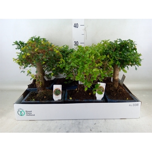 Bonsai   ...mix