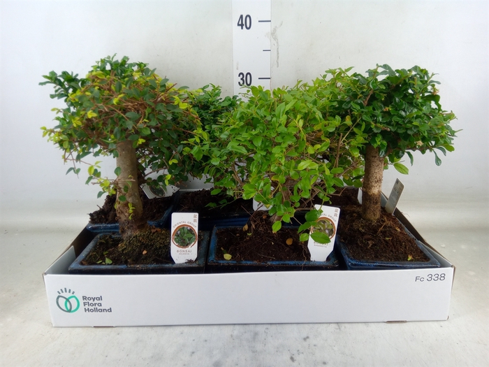 <h4>Bonsai   ...mix</h4>