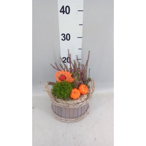 Arr.   Tuinplanten L%