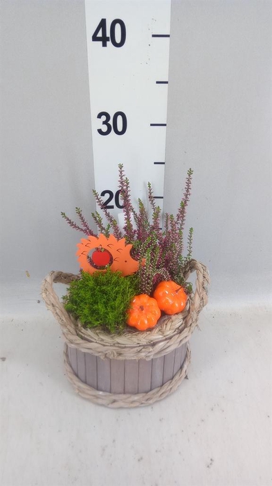 <h4>Arr.   Tuinplanten L%</h4>