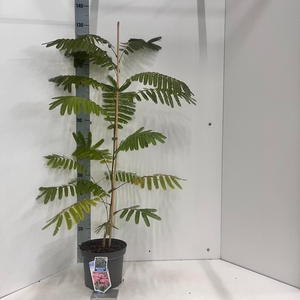 Albizia julibrissin Ombrella® ('Boubri'PBR)