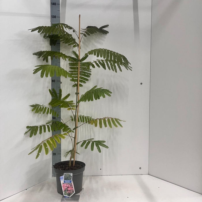 <h4>Albizia julibrissin Ombrella® ('Boubri'PBR)</h4>