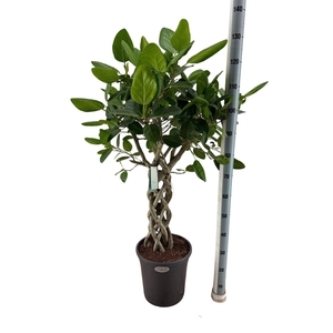 Ficus benghalensis 'Audrey'