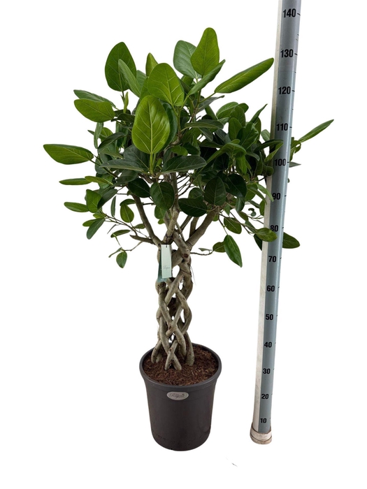 <h4>Ficus benghalensis 'Audrey'</h4>