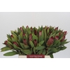 Protea Robijn