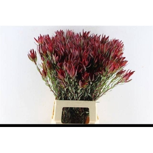 LEUCAD SAL BLUSH