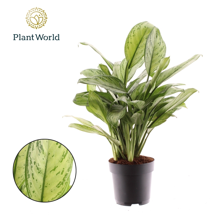 <h4>Aglaonema Maria Christina</h4>