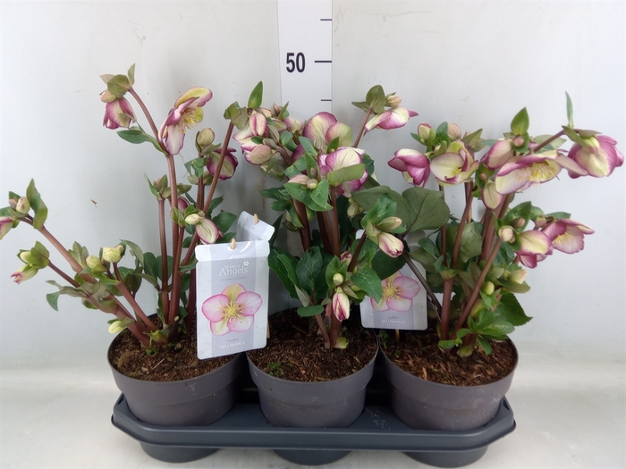 <h4>Helleborus   ...</h4>