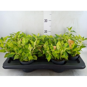 Planten   ... L%