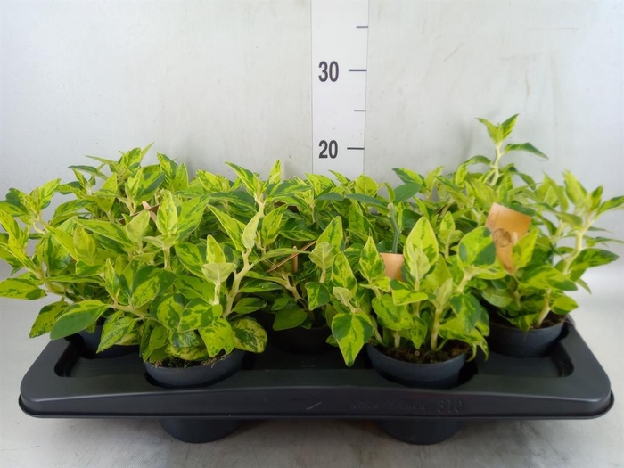 <h4>Planten   ... L%</h4>