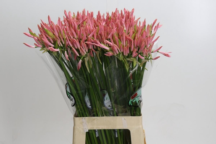 <h4>Nerine Vesta K</h4>