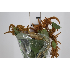 AMARANTHUS DOURADO 070 CM