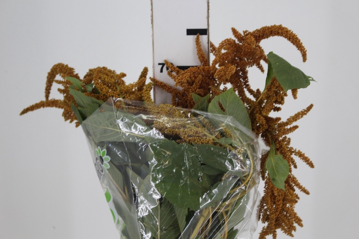 <h4>AMARANTHUS DOURADO 070 CM</h4>