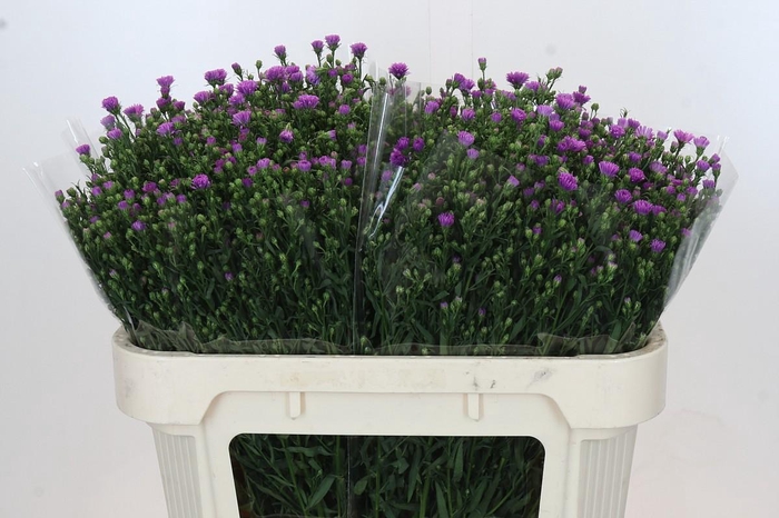 <h4>Aster Casarosa</h4>