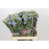 Oxypetalum Tweedia Blue