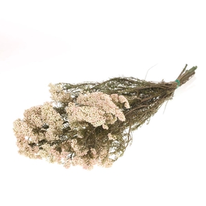 Rice Flower Preserved Natural White