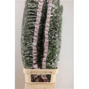 Euc Cinerea Per Stem Extra