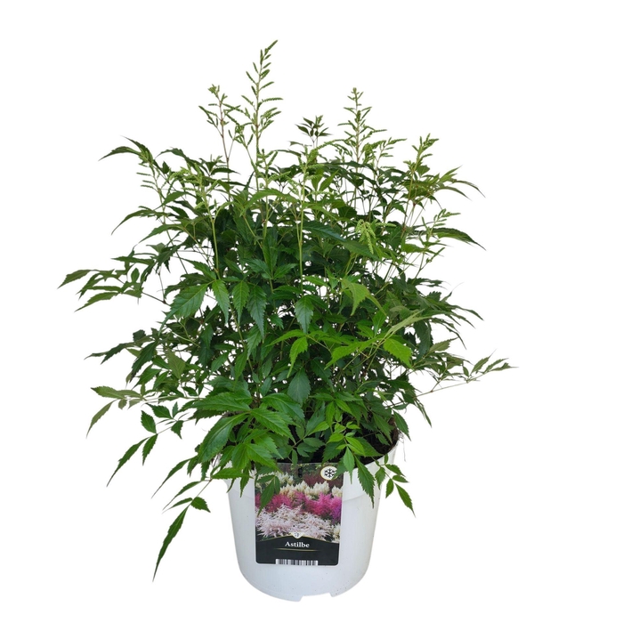 <h4>Astilbe Whashington</h4>