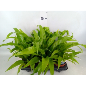 Asplenium antiquum
