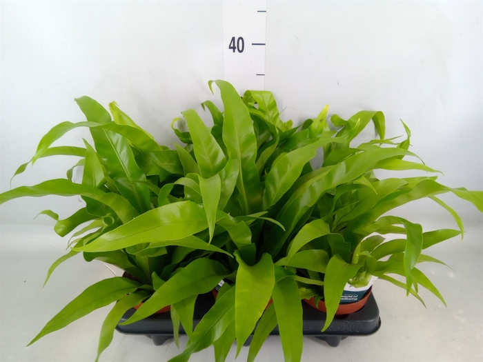 <h4>Asplenium antiquum</h4>