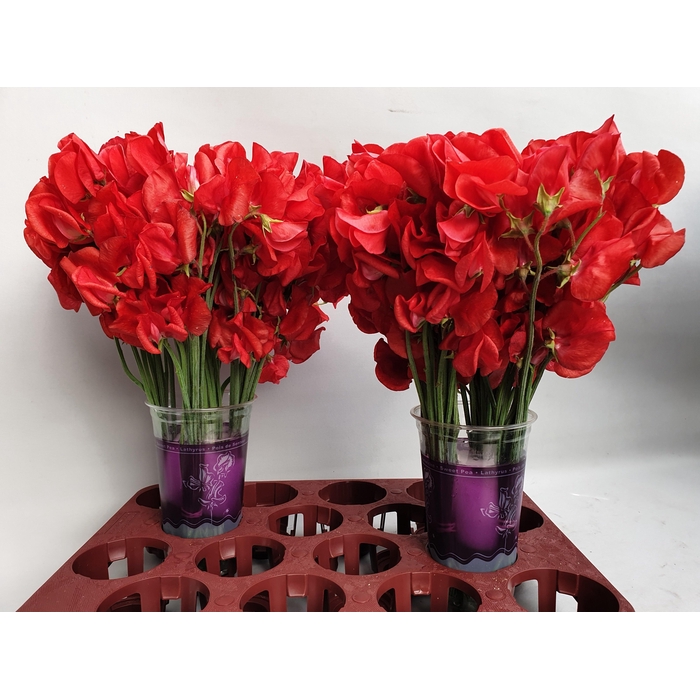 <h4>Lathyr Parfum Red</h4>