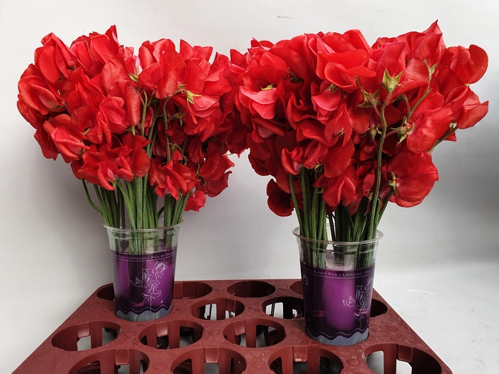 Lathyr Parfum Red