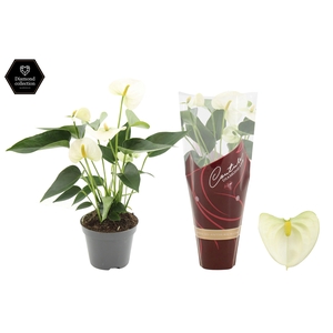 Anthurium Everest in Couture Diamond Line Purple sleeve