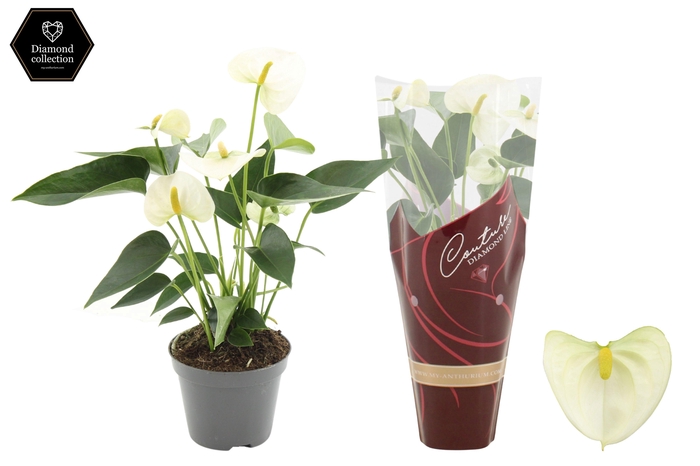 <h4>Anthurium 9 cm Everest in Couture Diamond Line Purple sleeve</h4>