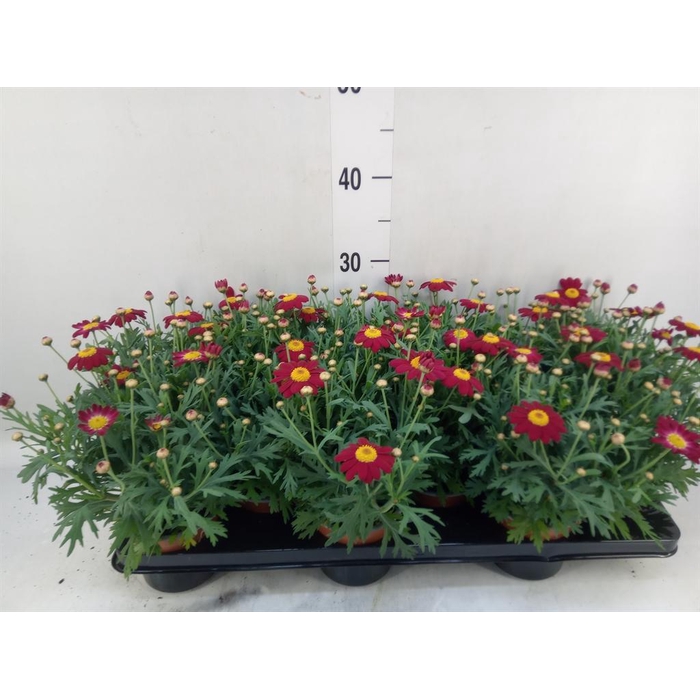 <h4>Argyranthemum 'La Rita Purple Red'</h4>