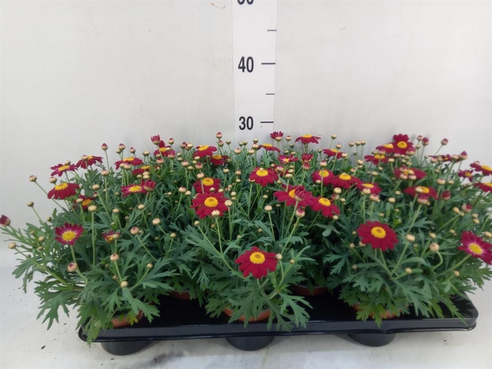 <h4>Argyranthemum  'La Rita Purple Red'</h4>