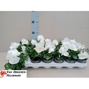 VIO WI DP CLEAR WHIT