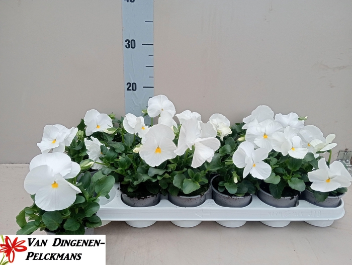 <h4>VIO WI DP CLEAR WHIT</h4>