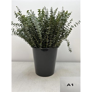 EUC BABY BLUE PER STEEL