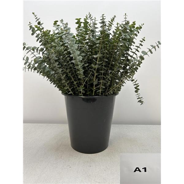 <h4>EUC BABY BLUE PER STEEL</h4>