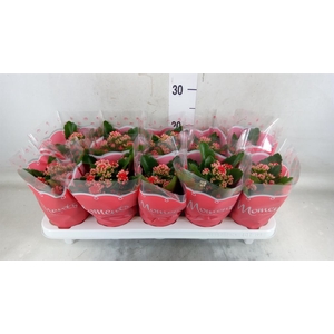 Kalanchoe blos. 'Secret'