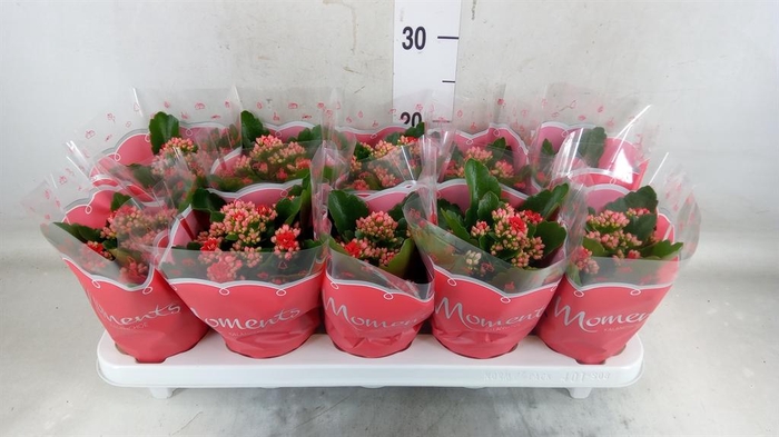 <h4>Kalanchoe blos. 'Secret'</h4>